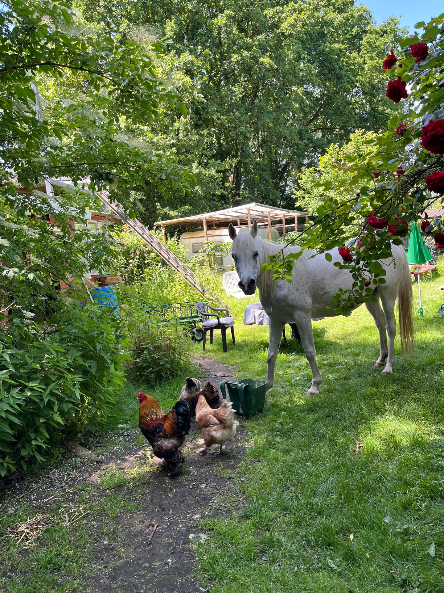 Weisses Pferd, Hahn und Hühner im grünen Hofgarten mit roten Rosen
